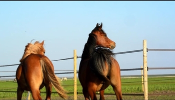 Caballos árabes para venta rápida.