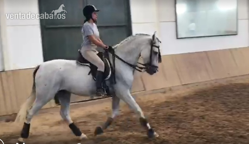SE VENDE CABALLO PRE MONTADO in 