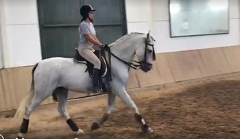 SE VENDE CABALLO PRE MONTADO