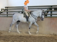 SE VENDE CABALLO PRE MONTADO
