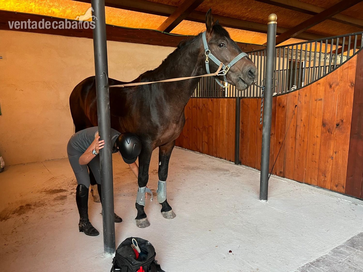 En venta caballo hispano árabe de doma y salto in 