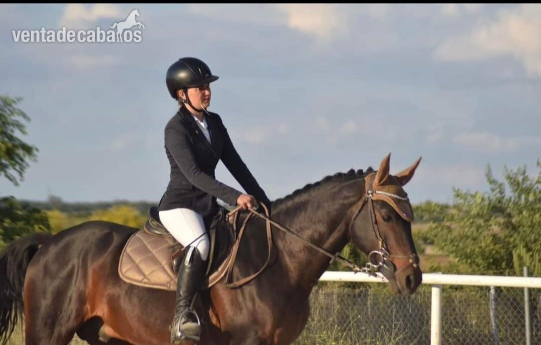 En venta caballo hispano árabe de doma y salto - Caballo Hispano Árabe EMPTY
