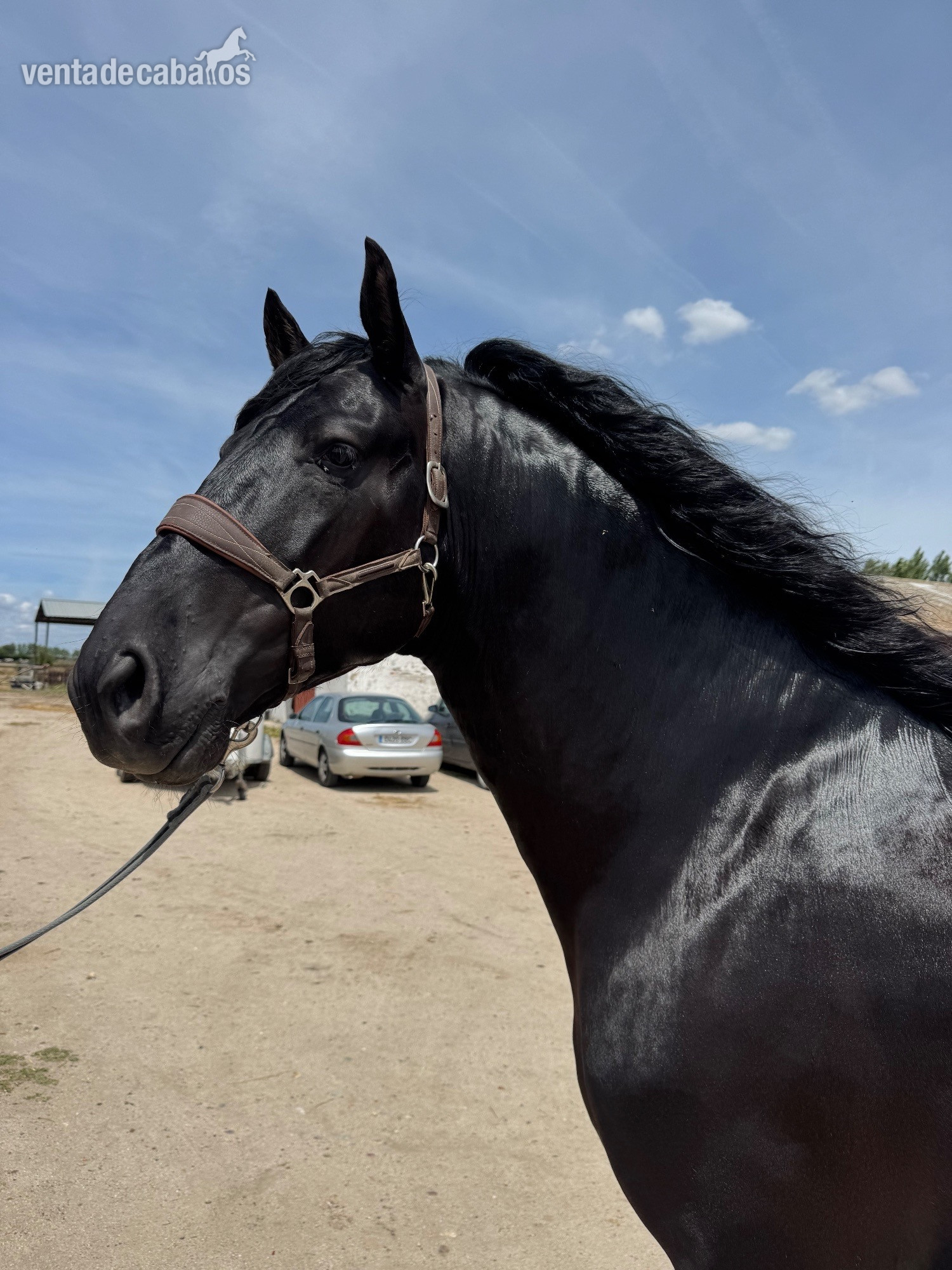 VENTA DE CABALLO P.R.E LINEA VALDEOLIVAS in 