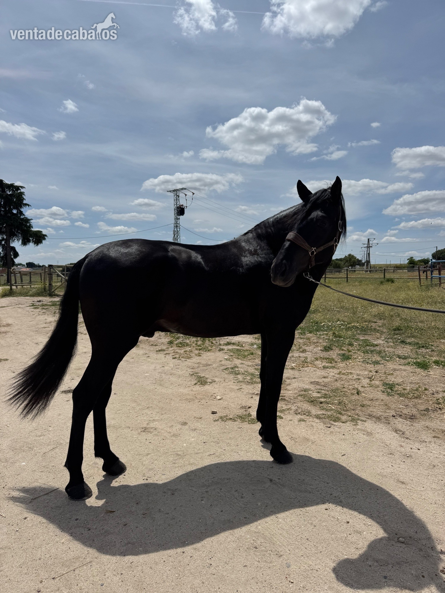 VENTA DE CABALLO P.R.E LINEA VALDEOLIVAS - EMPTY