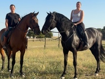 VENTA DE CABALLO P.R.E LINEA VALDEOLIVAS