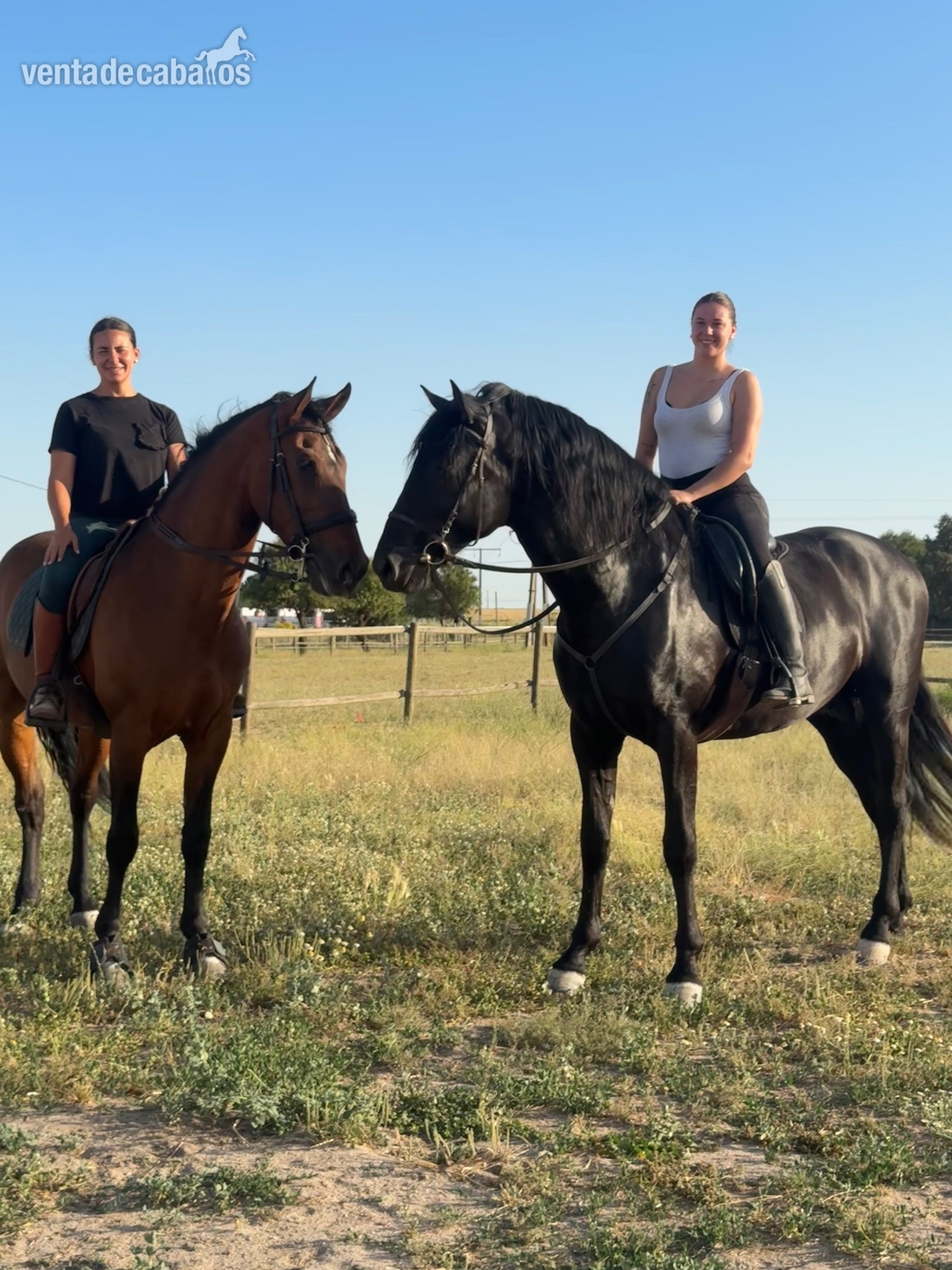 VENTA DE CABALLO P.R.E LINEA VALDEOLIVAS - Caballos Pura Raza Española (P.R.E.)