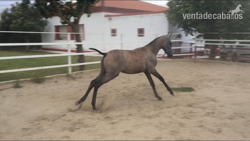 Porras h.a 50 %  in 