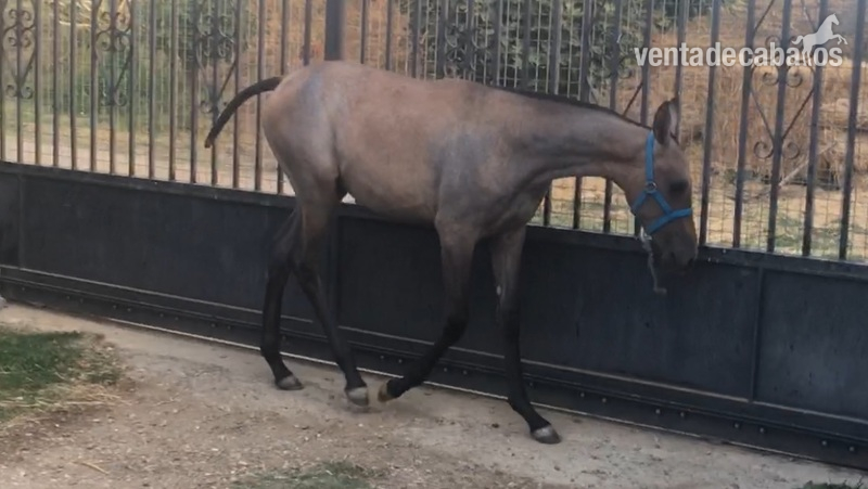 Potras Hispano-Arabe - Porras h.a 50 % 