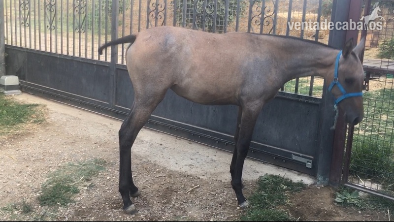 Porras h.a 50 %  - Potras Hispano-Arabe