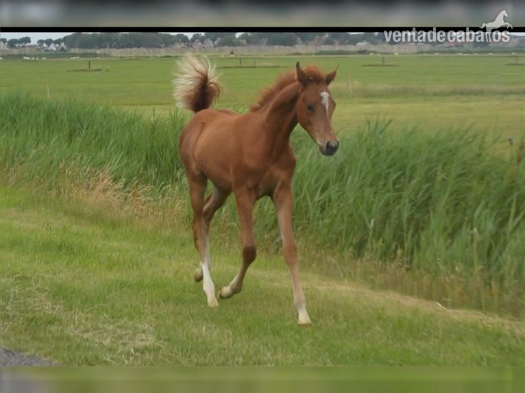 Caballos árabes de Dhakar en adopción. in 