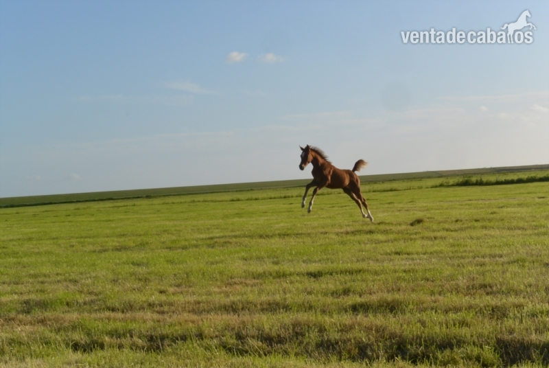 Caballos árabes