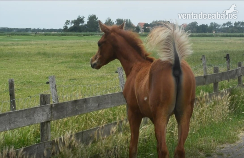 Caballos árabes {TYPE}