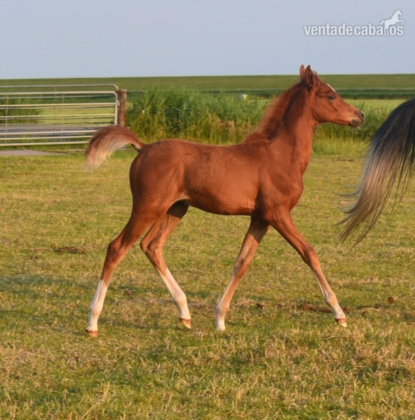 Caballos Árabes Caballos árabes - Caballos árabes de Dhakar en adopción.
