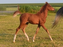 Caballos árabes de Dhakar en adopción.