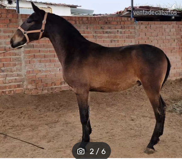 Pura Raza Española {TYPE}
