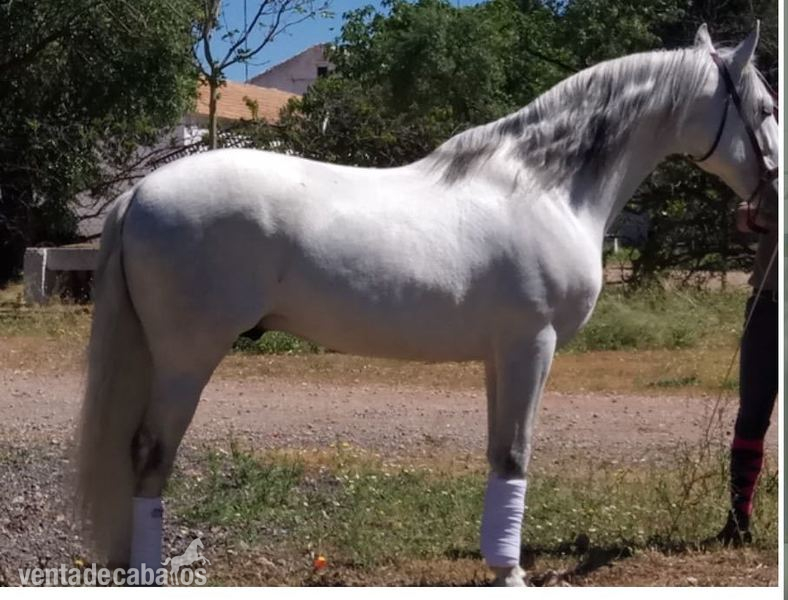 Se vende PRE capado bien domado y manso in 