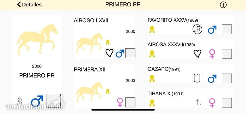 Caballos Pura Raza Española (P.R.E.) Pura Raza Española - Se vende PRE capado bien domado y manso