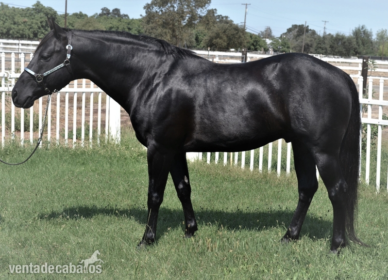 CABALLO CASTRADO HANNOVERIANO  in 