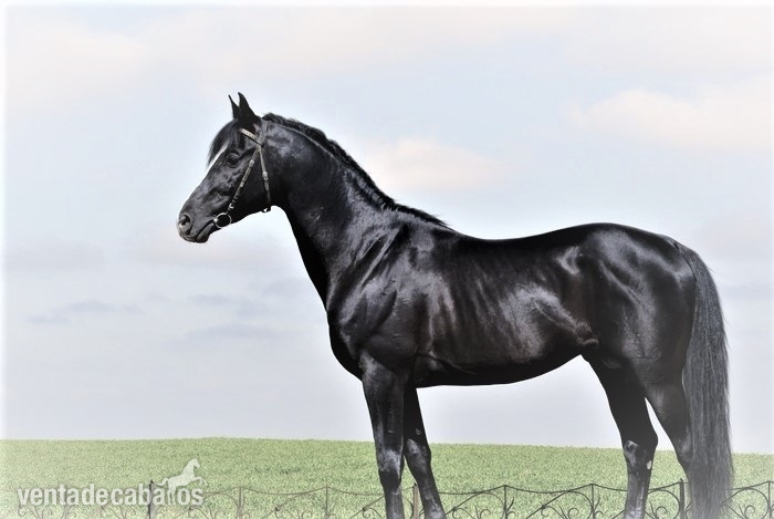 Hannoveriano {TYPE}