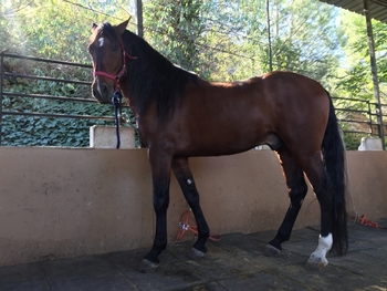 Caballo 6 años