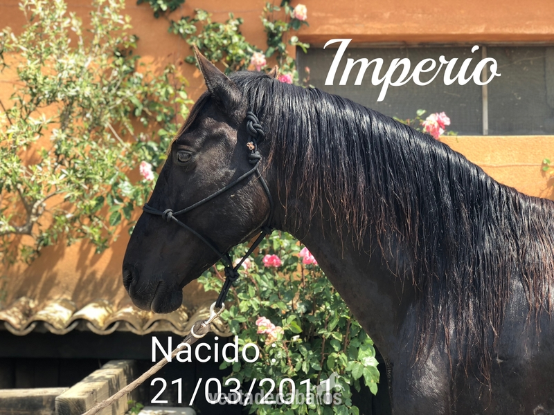 Disponible Caballo PRE . Negro 7 Años “ Montado “ in 