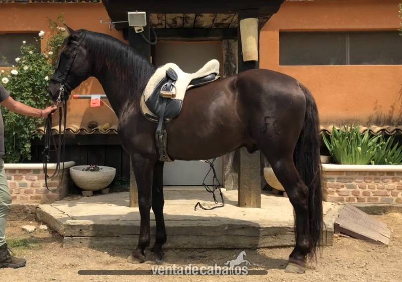 Disponible Caballo PRE . Negro 7 Años “ Montado “ - Caballos Pura Raza Española (P.R.E.) in 