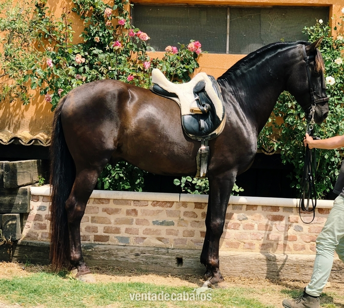 Disponible Caballo PRE . Negro 7 Años “ Montado “ - Caballos Pura Raza Española (P.R.E.)