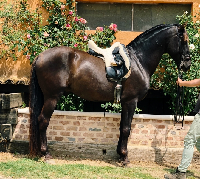 Disponible Caballo PRE . Negro 7 Años “ Montado “ - Caballos Pura Raza Española (P.R.E.)