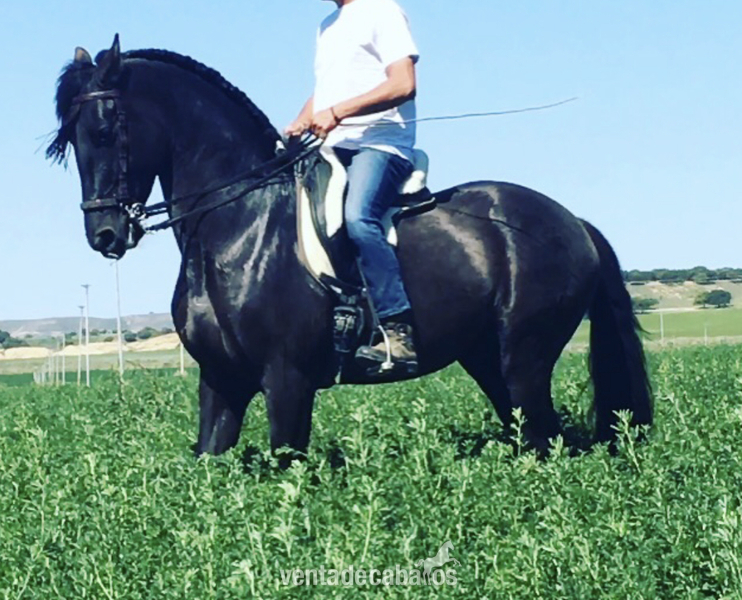 Caballos Pura Raza Española (P.R.E.) Pura Raza Española - Disponible Caballo PRE . Negro 7 Años “ Montado “