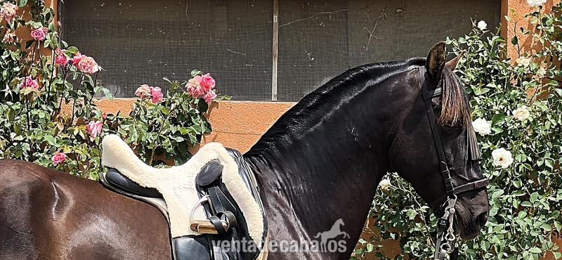 Disponible Caballo PRE . Negro 7 Años “ Montado “ - Pura Raza Española
