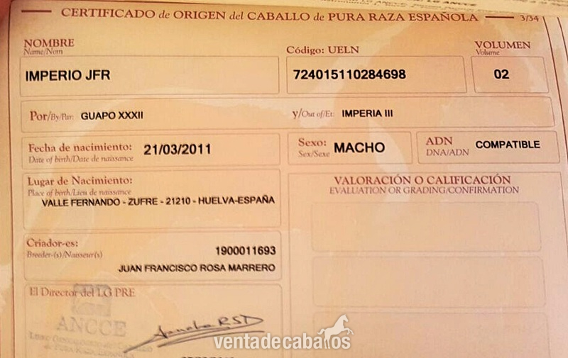 Disponible Caballo PRE . Negro 7 Años “ Montado “ - Caballos Pura Raza Española (P.R.E.)
