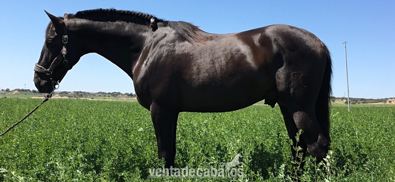 Disponible Caballo PRE . Negro 7 Años “ Montado “