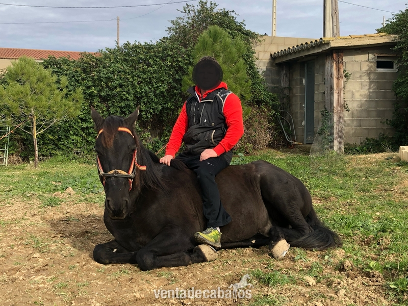  Disponible Caballo PRE . Negro 7 Años “ Montado “