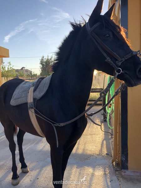 Vendo/cambio yegua por caballo in 