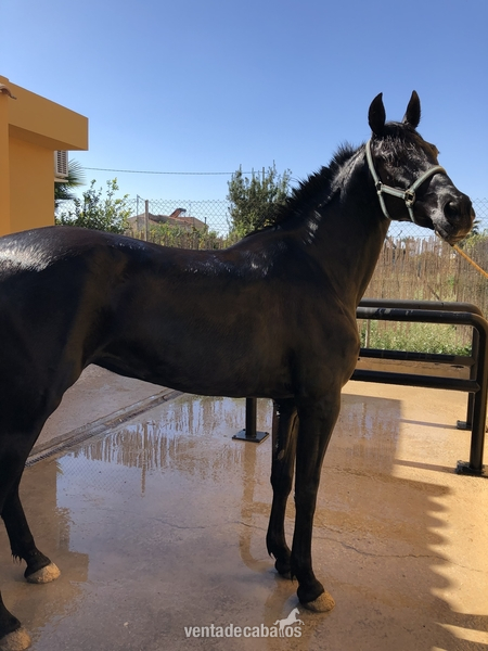 Pura Raza Española {TYPE}