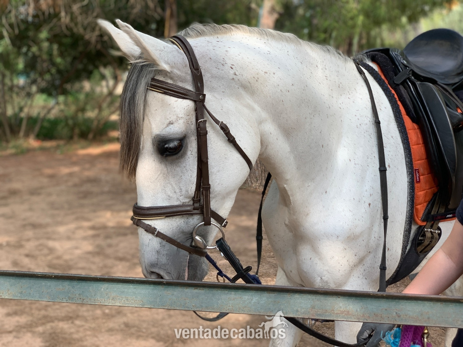 Caballos Pura Raza Española (P.R.E.) EMPTY - PRÉ yegua con mucho potencial