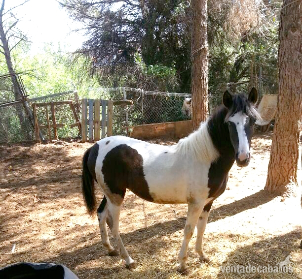 Preciosa Potra Pia en venta in 