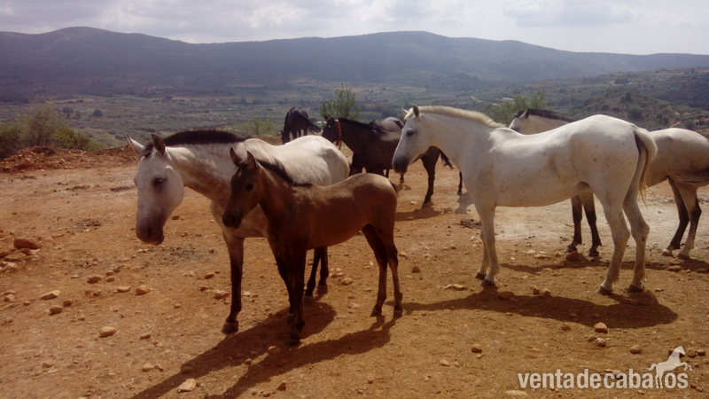 2 yeguas hierro Paco Marti in 