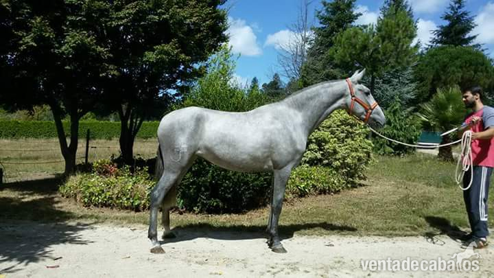 Caballos Pura Raza Española (P.R.E.) Pura Raza Española - Potra línea Nero