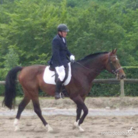 Caballo de Deporte Español (CDE)