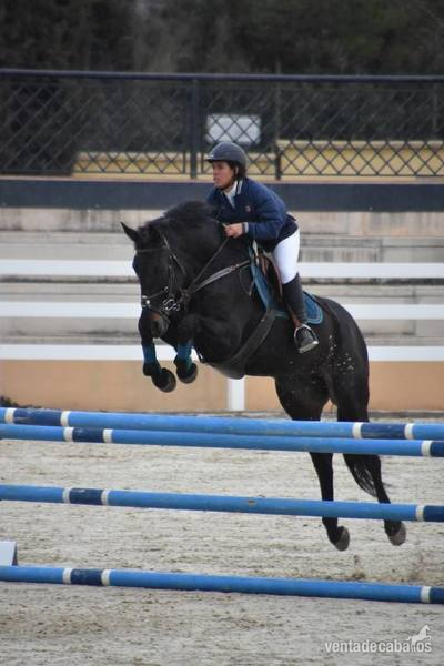 CABALLO DE SALTO in 