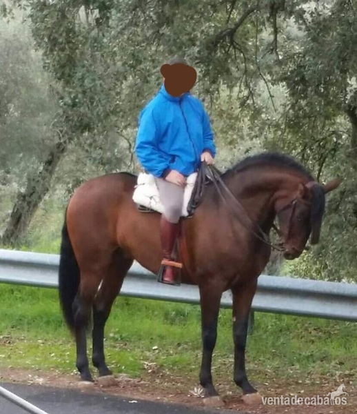 Caballo montado y enganchado in 