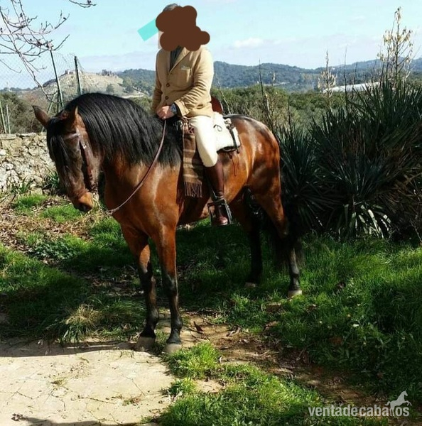 Andaluz