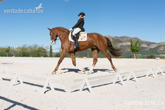 vendo kwpn de doma classica nivel 3 juveniles  in 