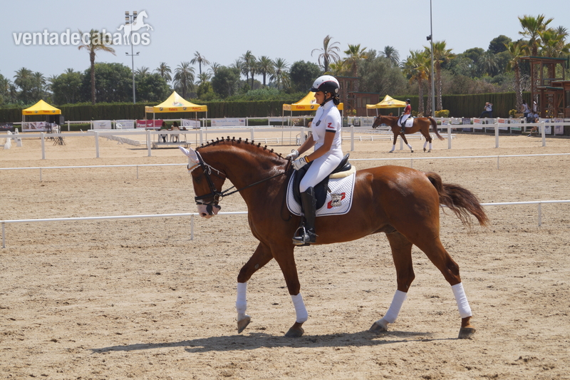 Caballos Capados KWPN - vendo kwpn de doma classica nivel 3 juveniles 