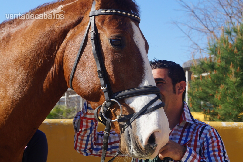 vendo kwpn de doma classica nivel 3 juveniles  - Caballos Capados KWPN