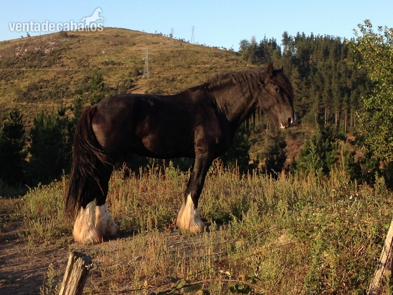 Semental shire para cubriciones in 