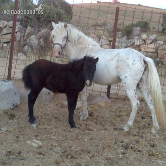 vendo pony falabella in 