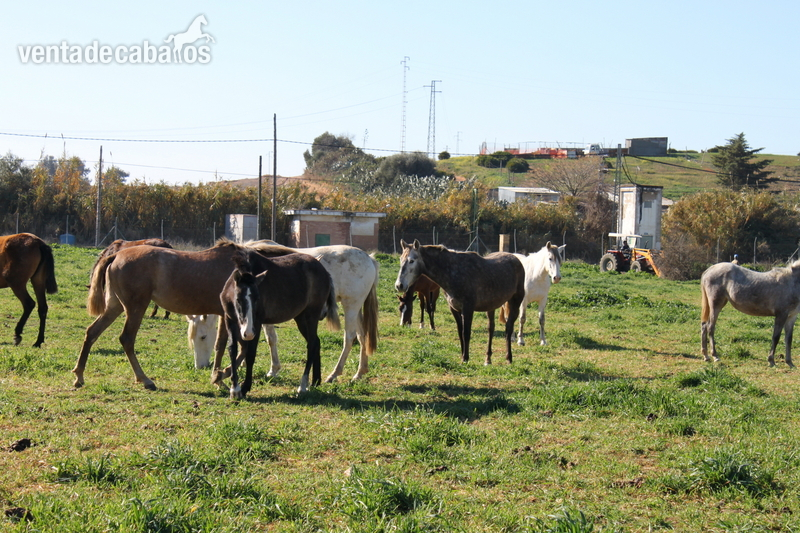 VENTA YEGUAS Y CABALLOS PRE in 