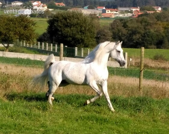Semental árabe Fer Mamadou - Caballos Árabes Arabe